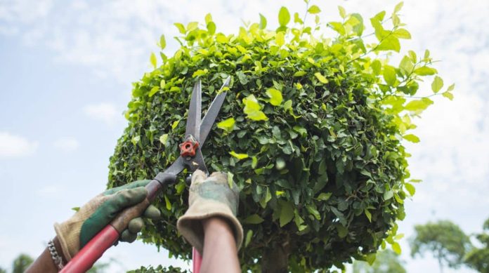 tree trimming in Poinciana